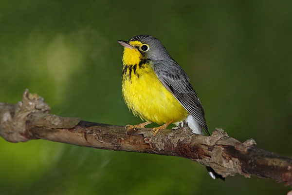 Canada Warbler © Russ Chantler